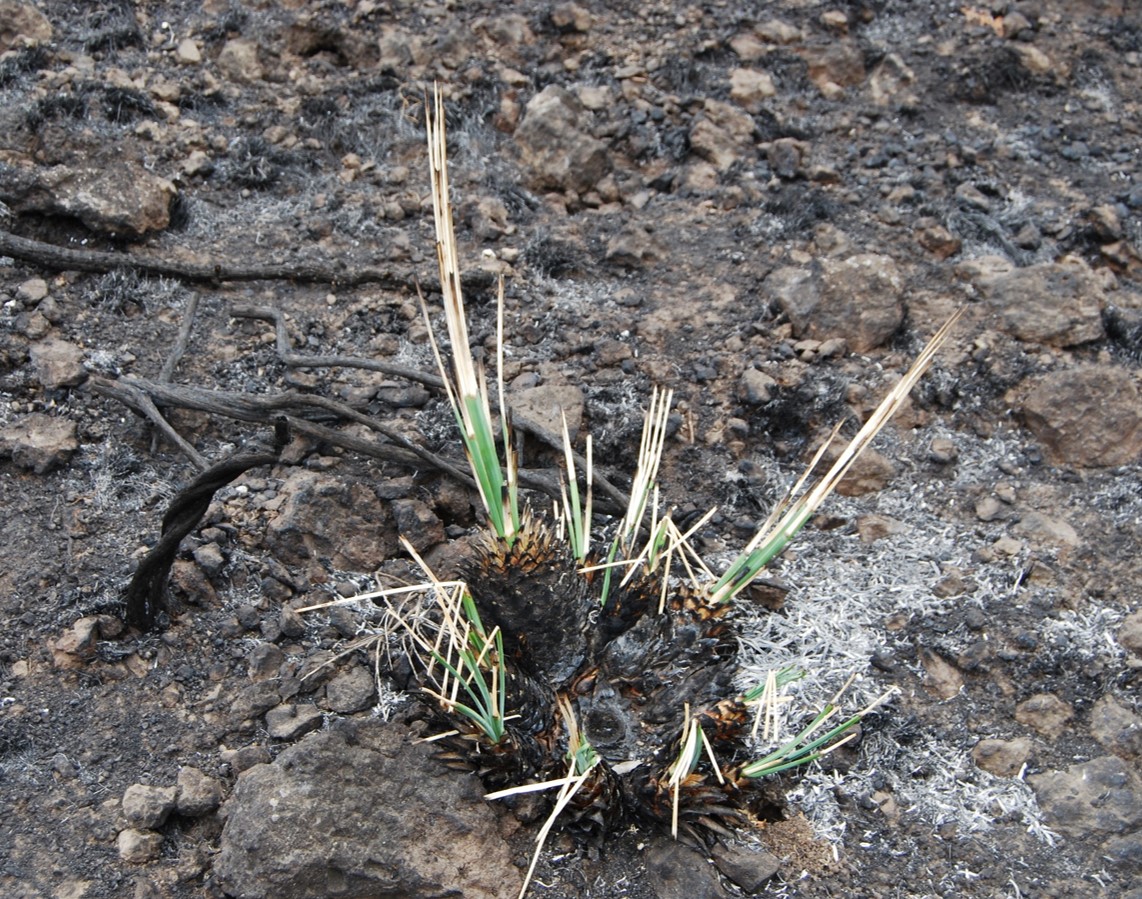 hesperoyucca-whipplei-3june2013-2