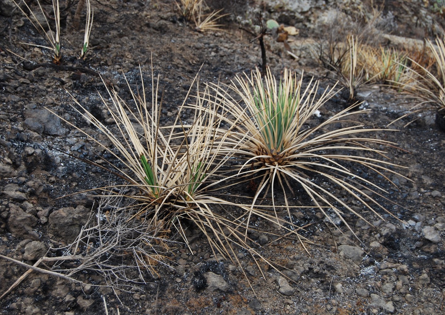 hesperoyucca-whipplei-3june2013-3