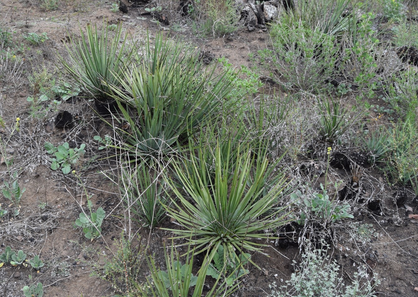 hesperoyucca-whipplei-5mar2016-1