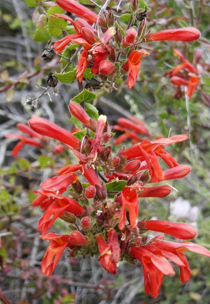 keckiella-cordifolia-25may2003-a