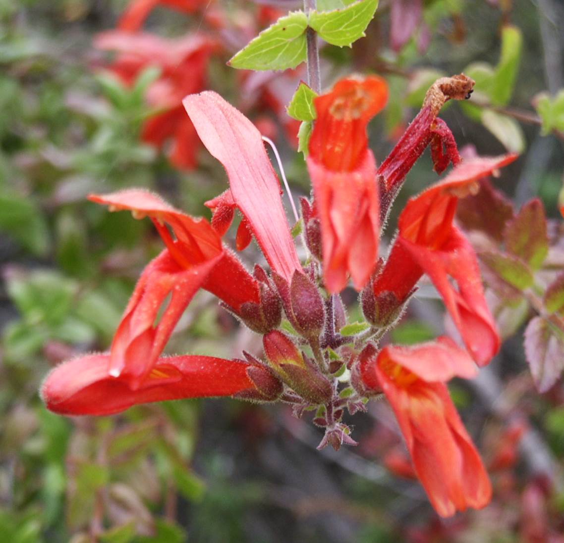 keckiella-cordifolia-25may2003-b