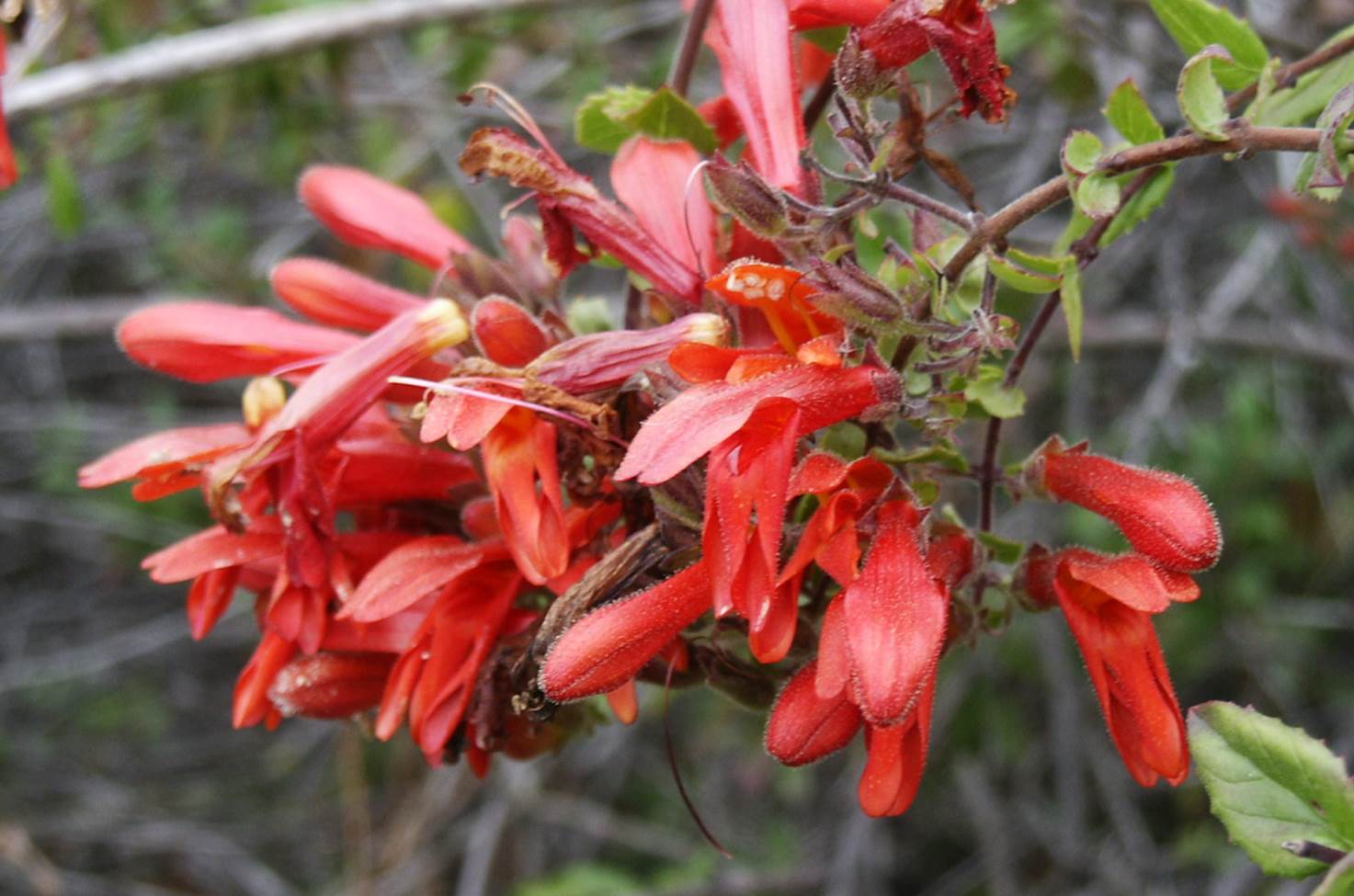 keckiella-cordifolia-25may2003-c
