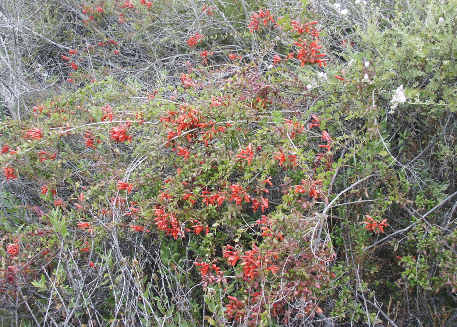 keckiella-cordifolia-25may2003-d