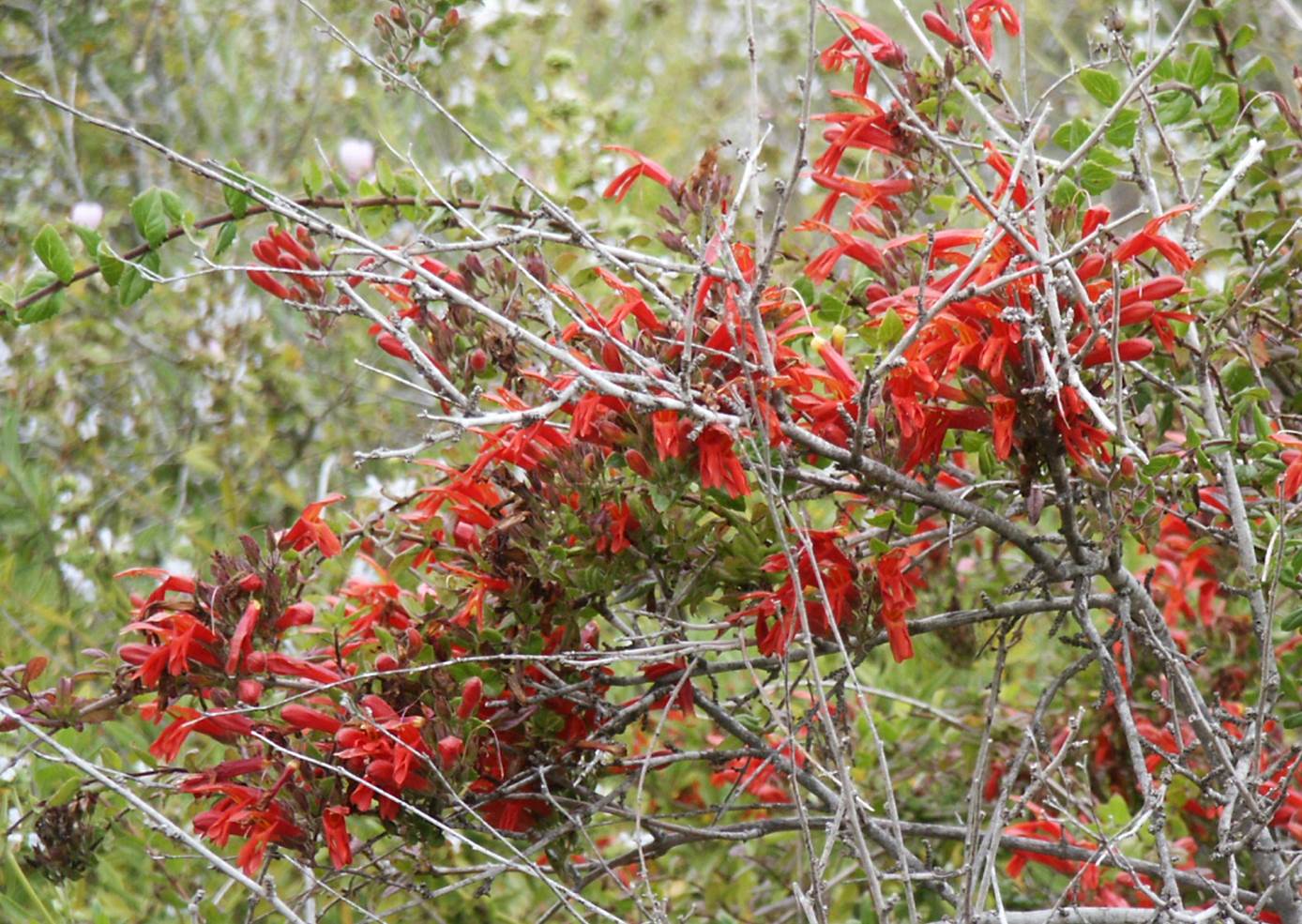 keckiella-cordifolia-25may2003-e