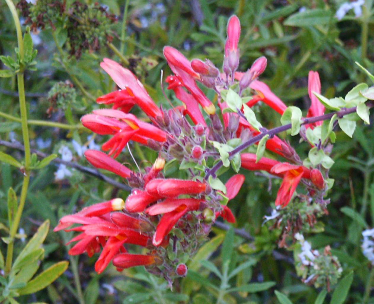 keckiella-cordifolia-25may2005-2