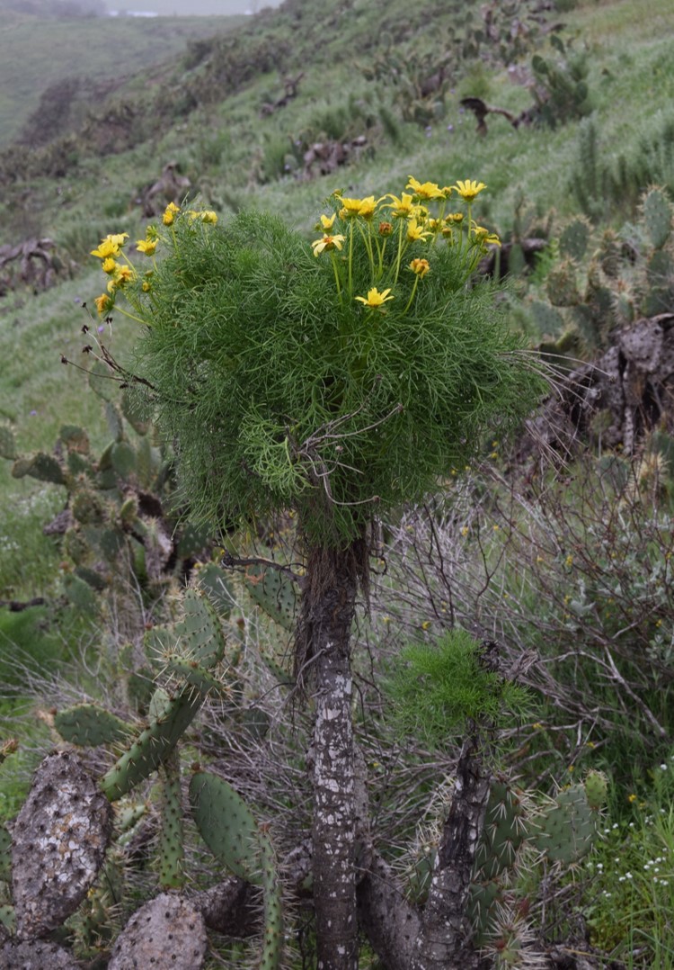leptosyne-gigantea-20mar2016-1