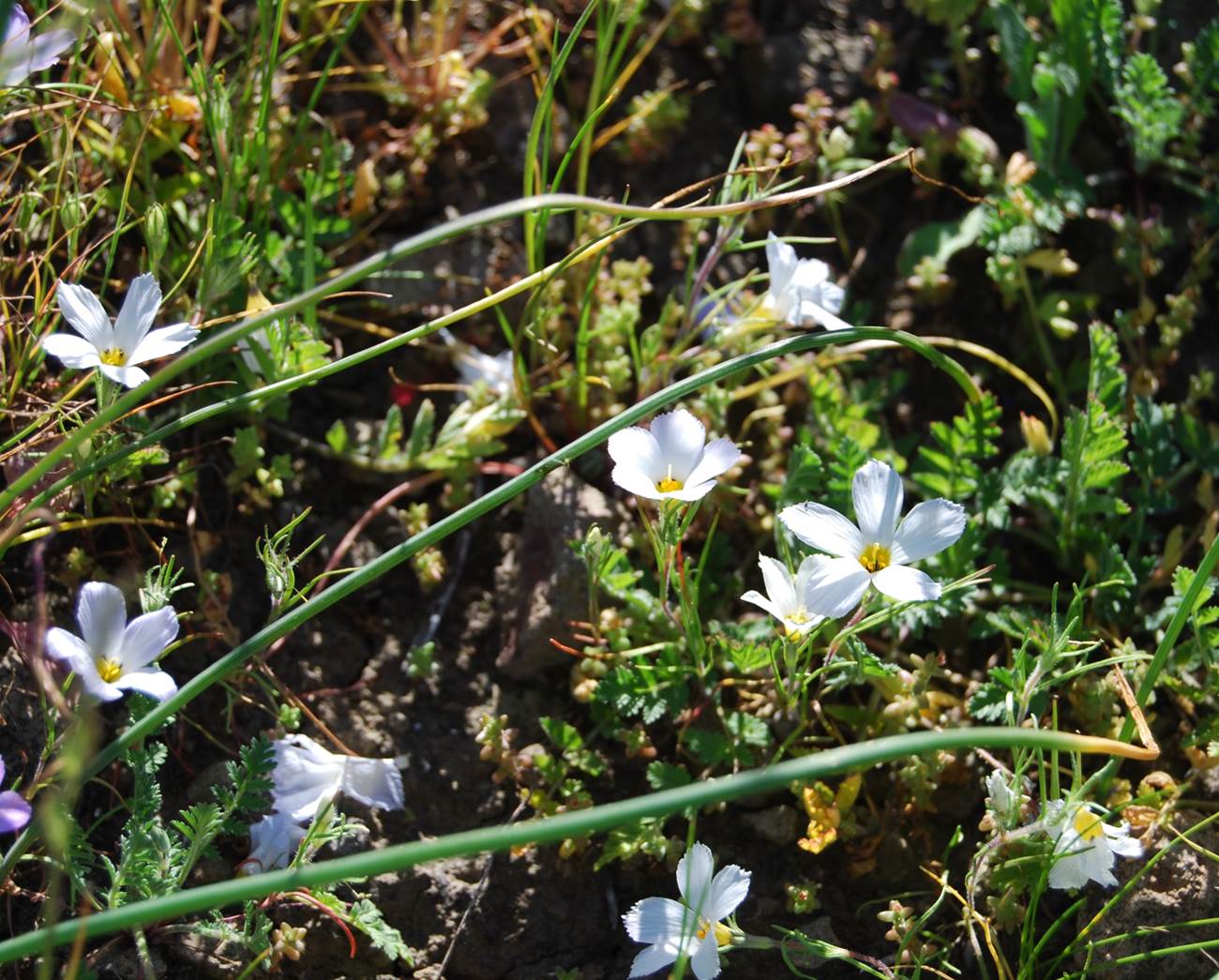 linanthus-dianthiflorus-13feb2015-1