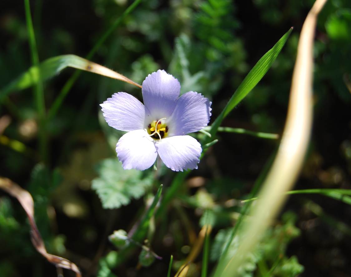 linanthus-dianthiflorus-13feb2015-2