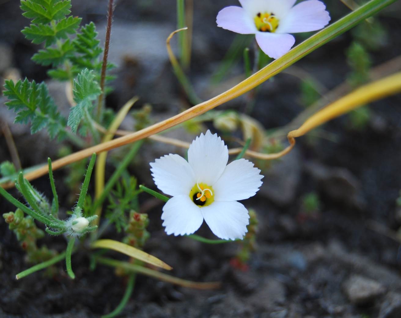linanthus-dianthiflorus-13feb2015-23