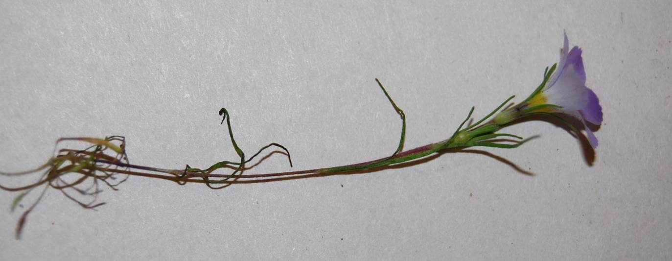 linanthus-dianthiflorus-13feb2015-37