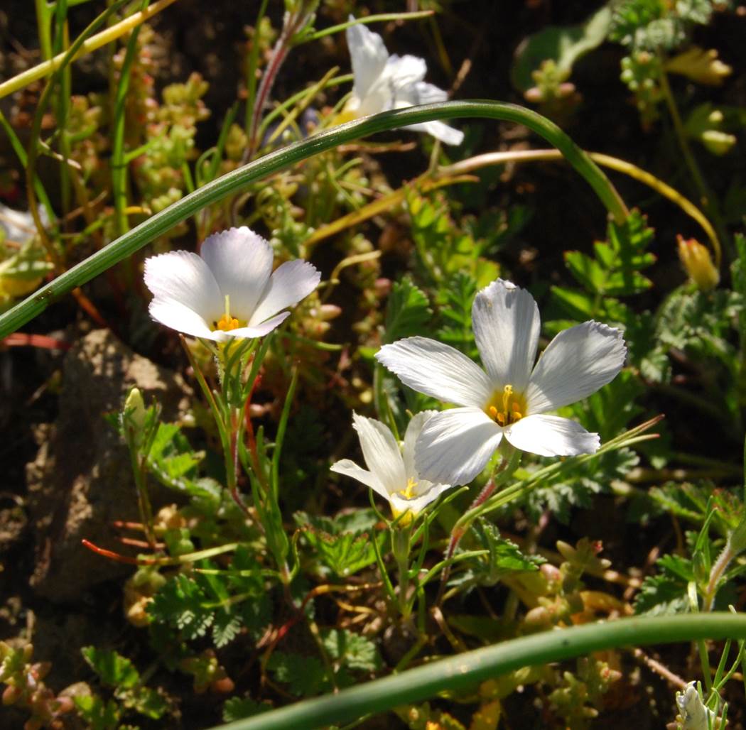 linanthus-dianthiflorus-13feb2015-4