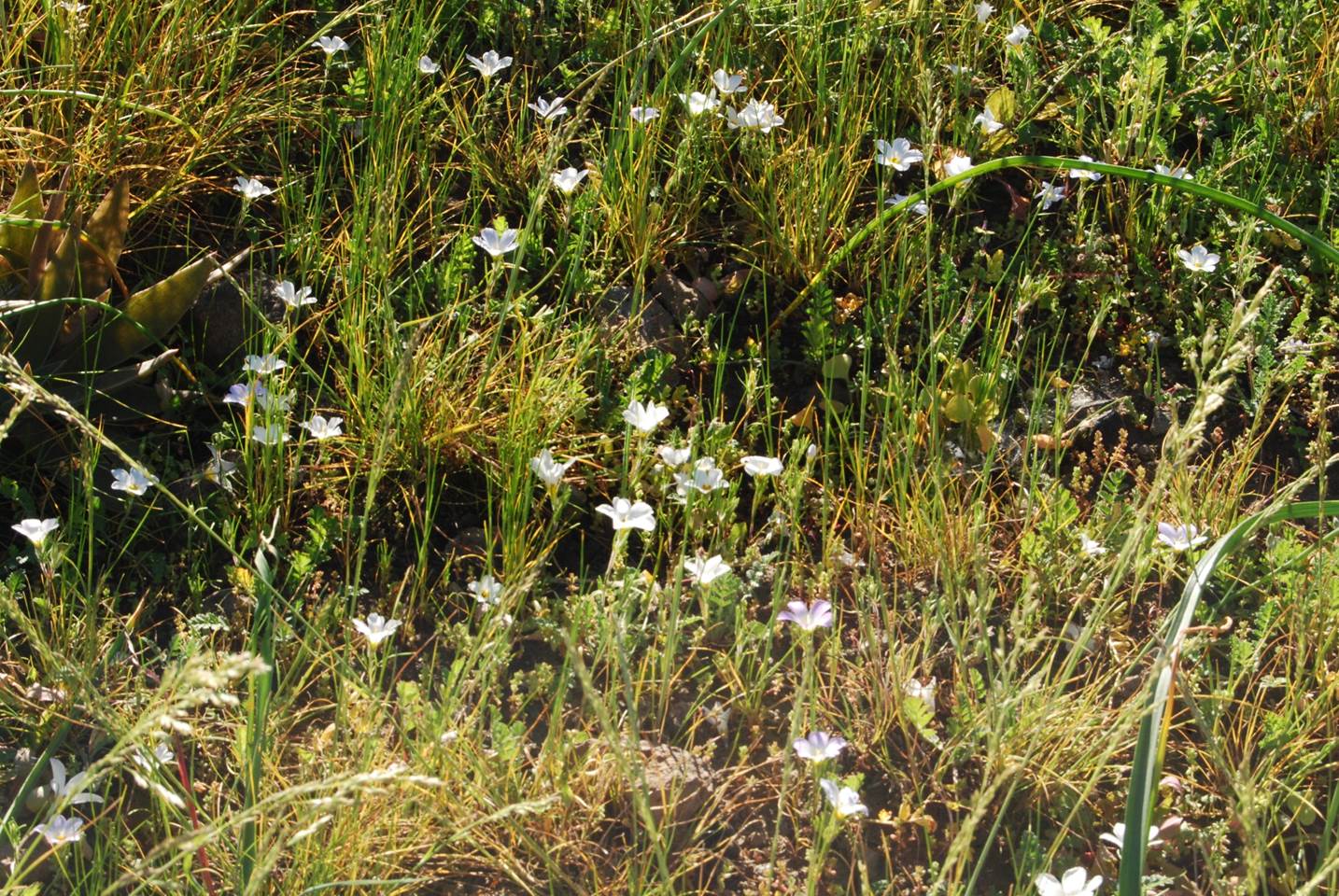 linanthus-dianthiflorus-13feb2015-7