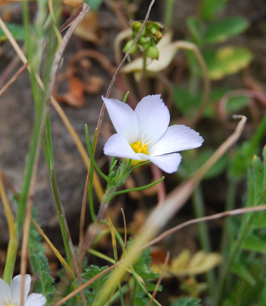 linanthus-dianthiflorus-16feb2015-14