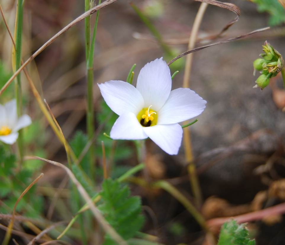 linanthus-dianthiflorus-16feb2015-23