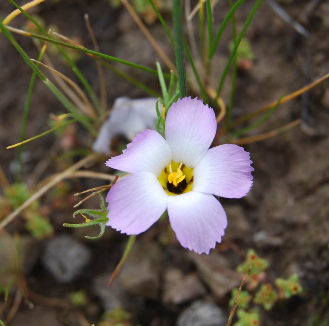 linanthus-dianthiflorus-16feb2015-39