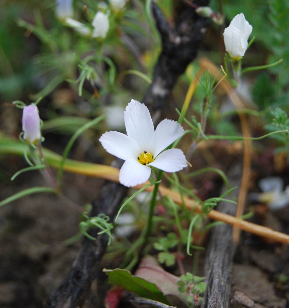 linanthus-dianthiflorus-16feb2015-5