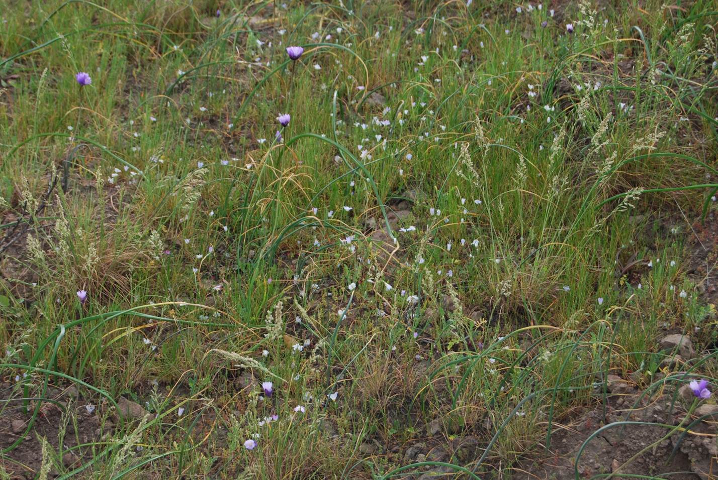 linanthus-dianthiflorus-16feb2015-54