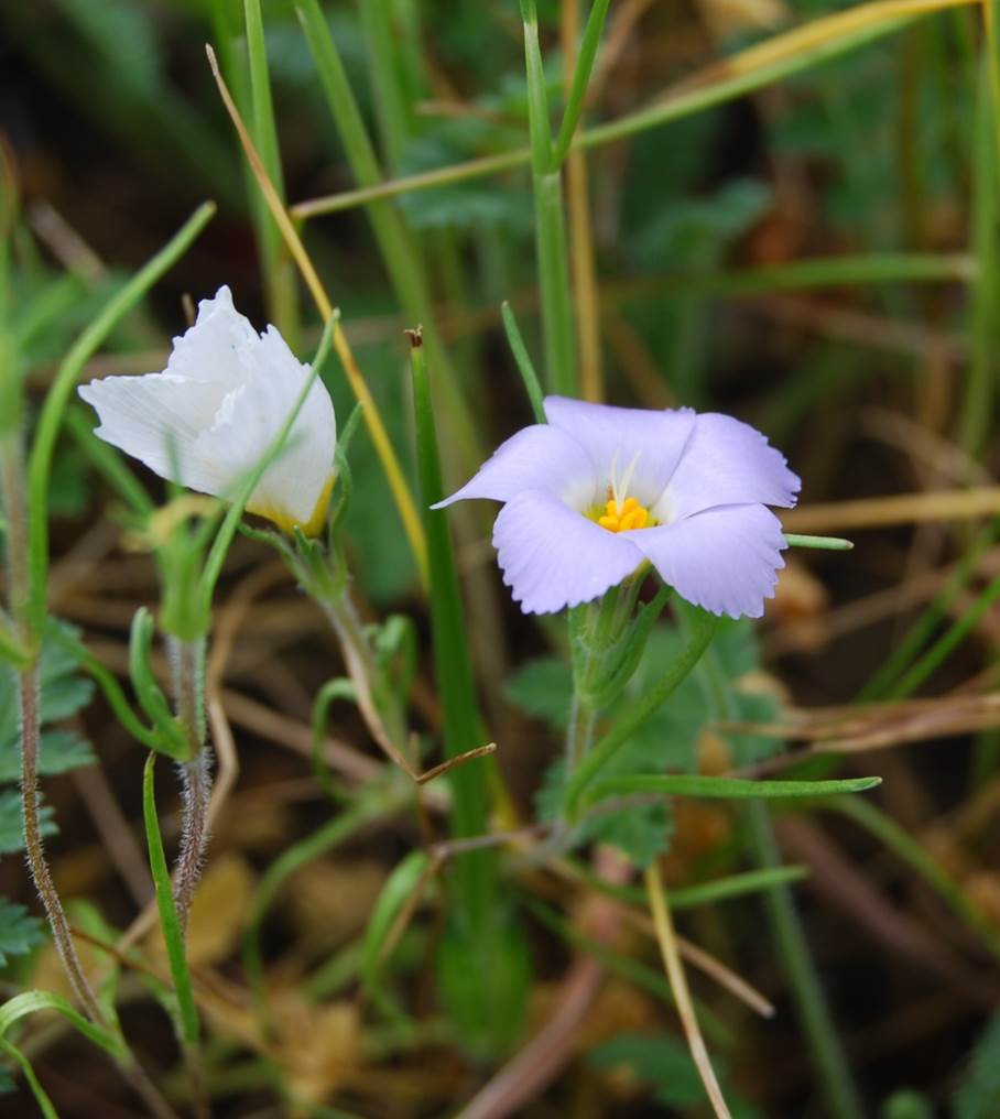 linanthus-dianthiflorus-16feb2015-55