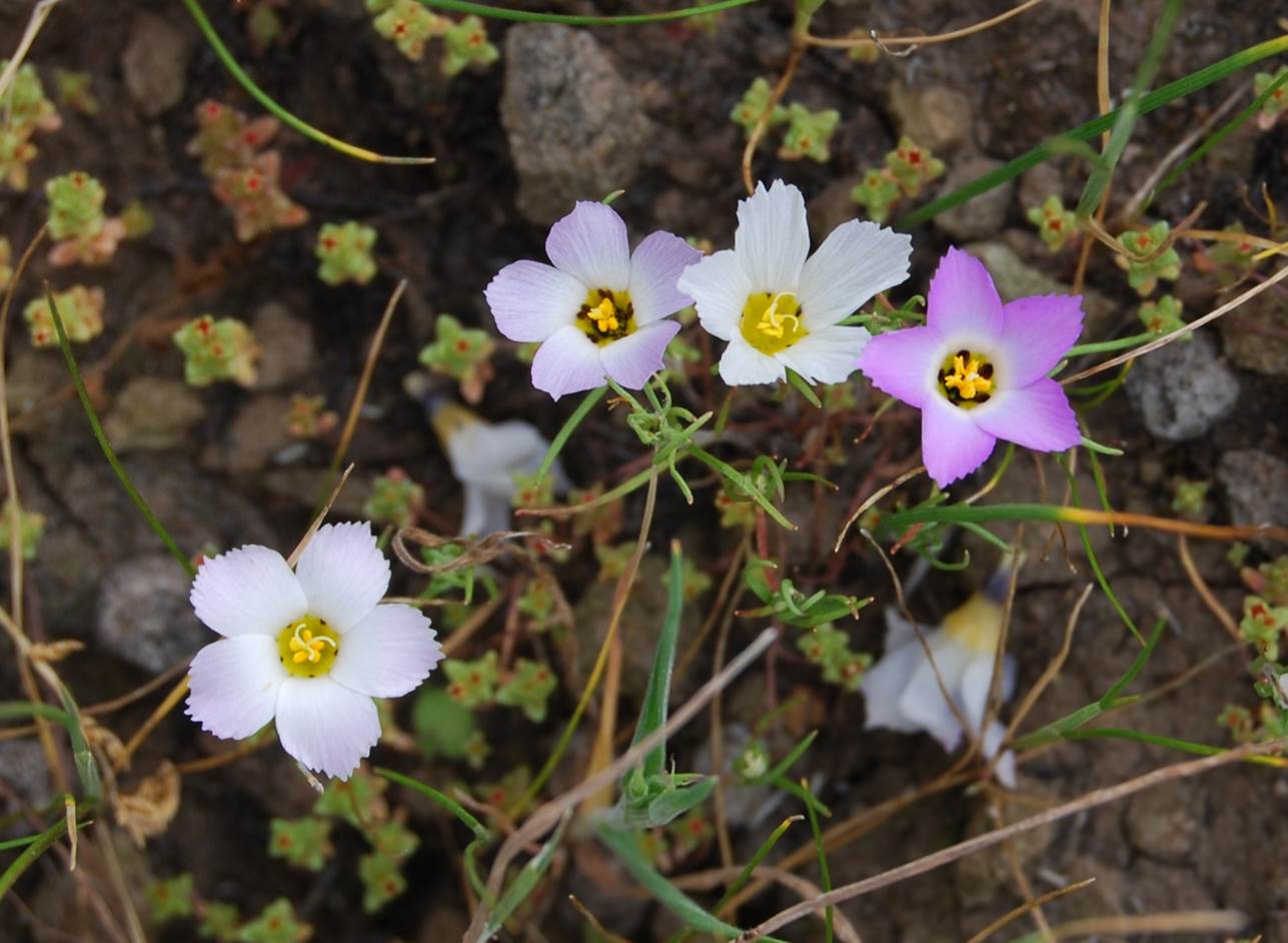 linanthus-dianthiflorus-16feb2015-