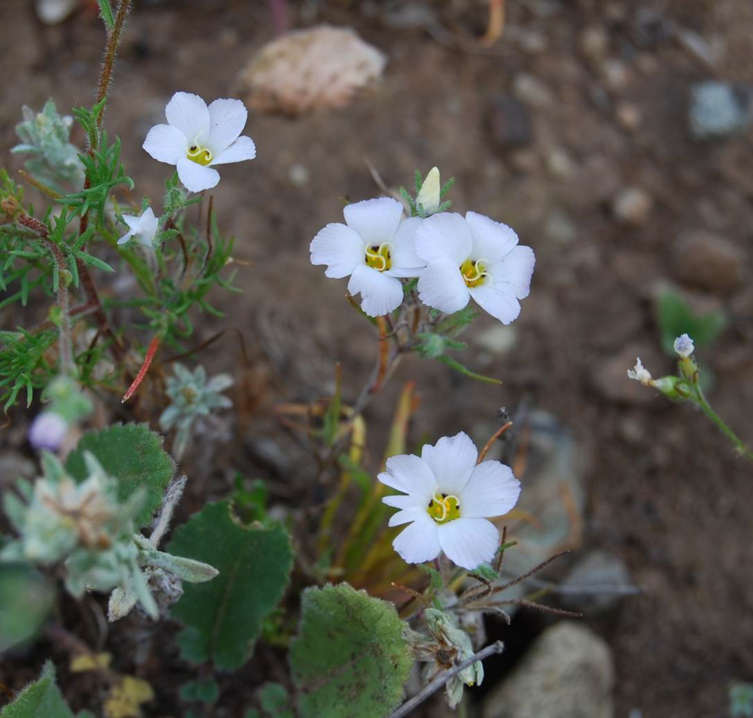 linanthus-dianthiflorus-18mar2015-12