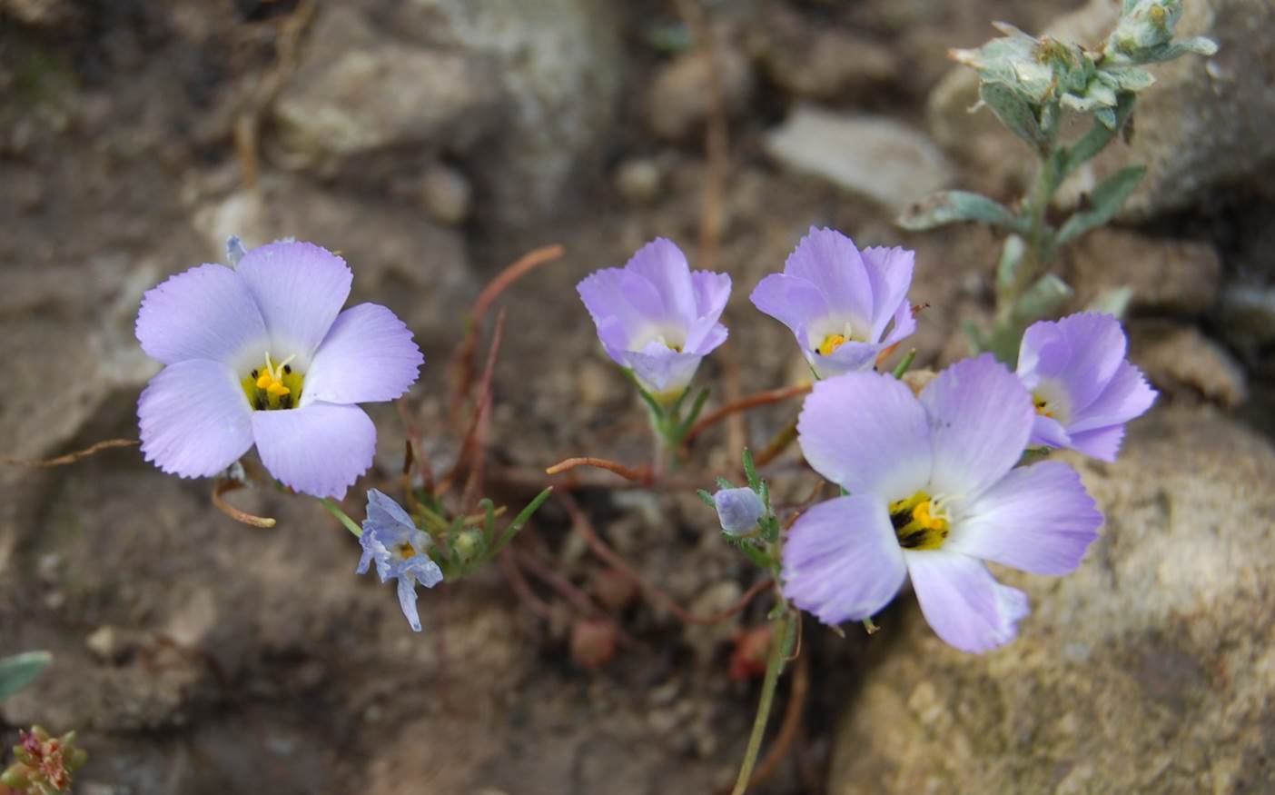 linanthus-dianthiflorus-18mar2015-45