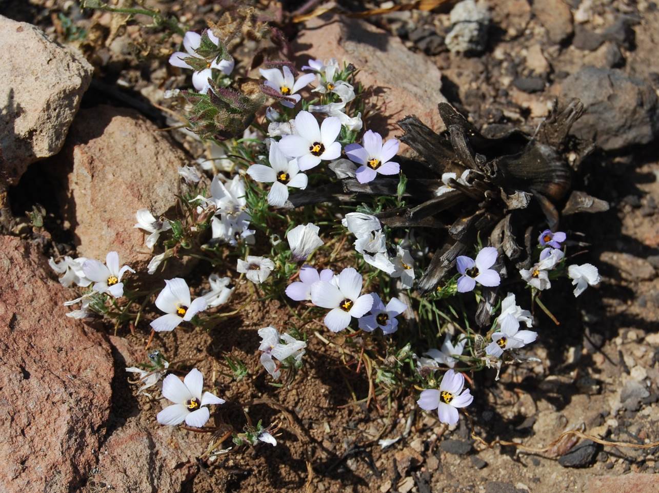linanthus-dianthiflorus-20mar2015-13