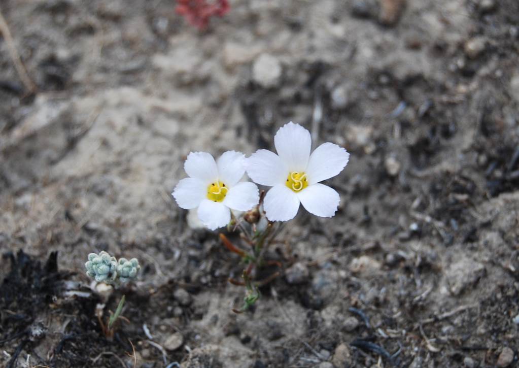 linanthus-dianthiflorus-4may2014-7