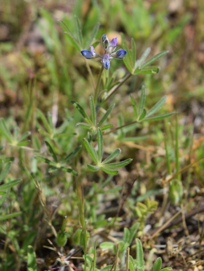 lupinus