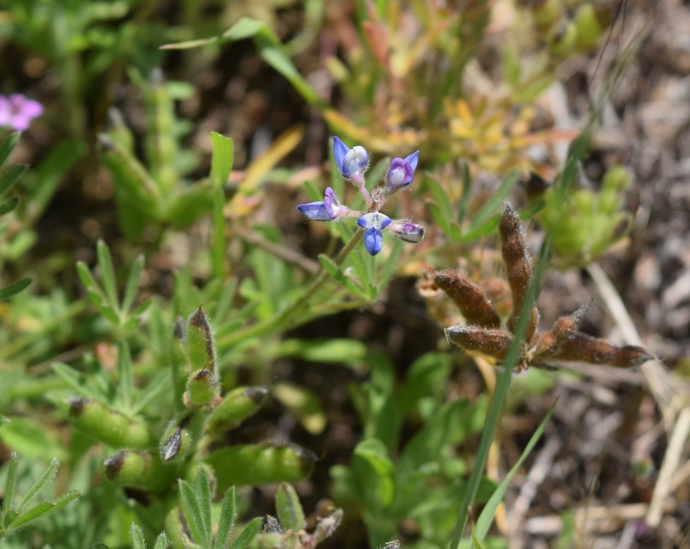 lupinus