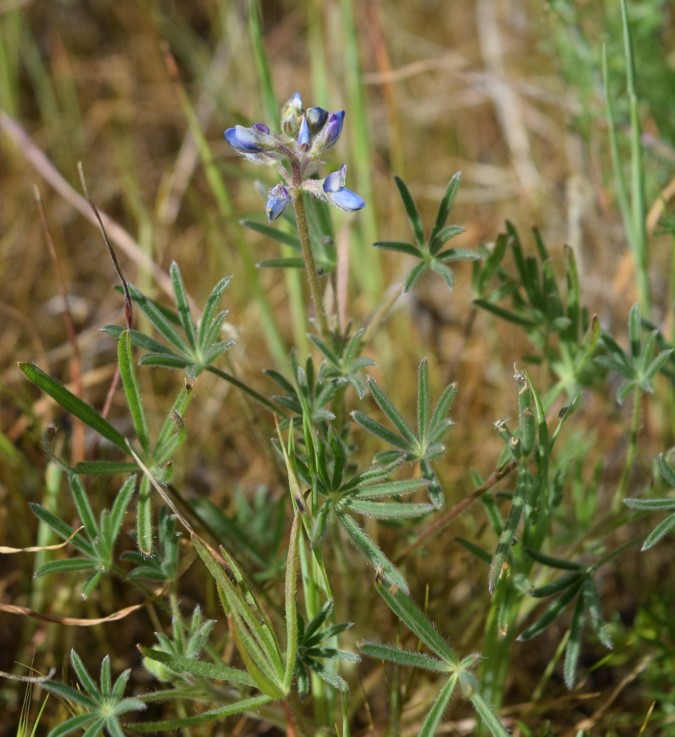lupinus