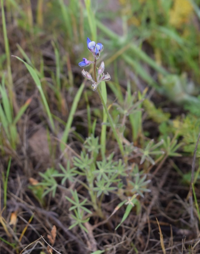 lupinus