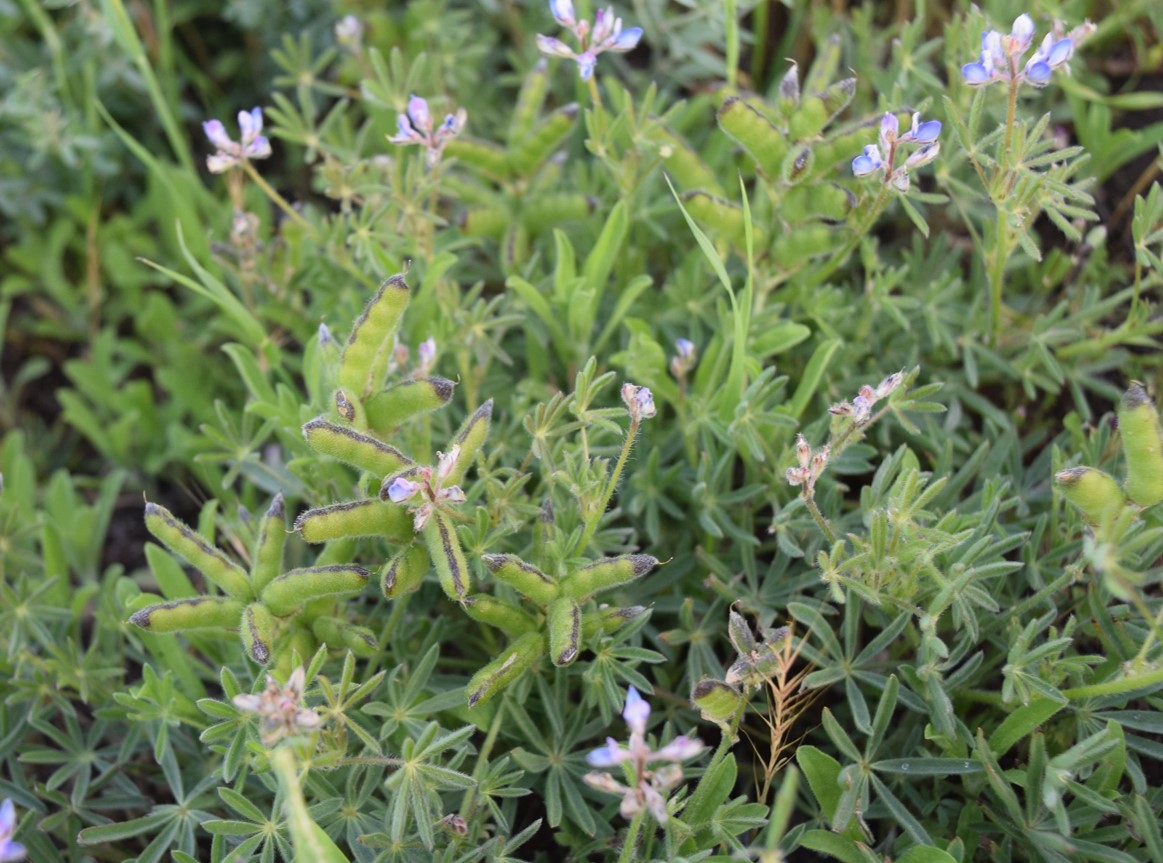 lupinus