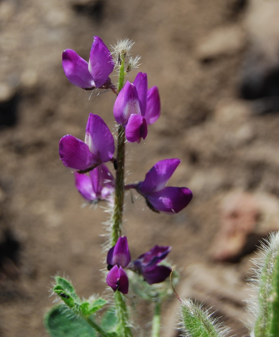 lupinus-hirsutissimum-12may2014-2