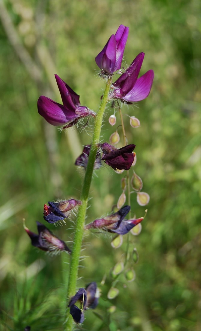 lupinus-hirsutissimum-28mar2008-2