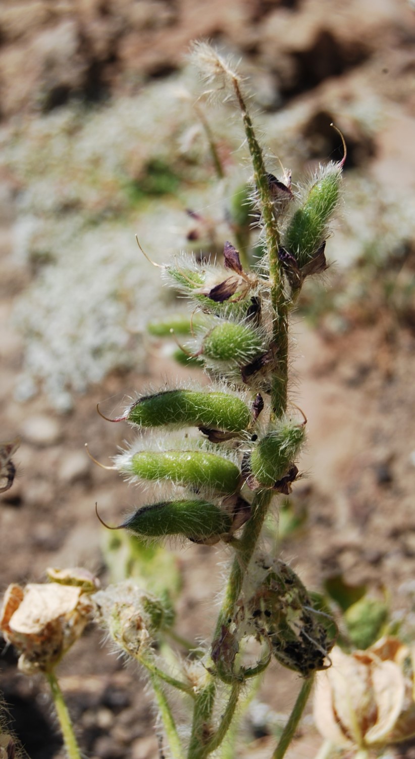 lupinus-hirsutissimus-23may2014-2
