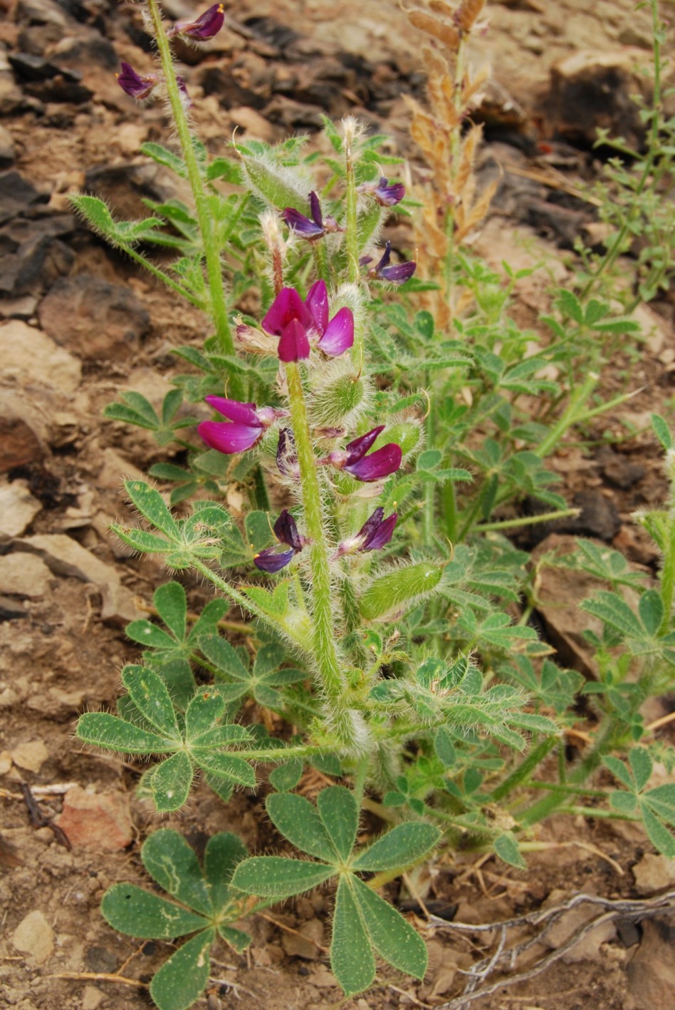 lupinus-hirsutissimus-9june2014-1