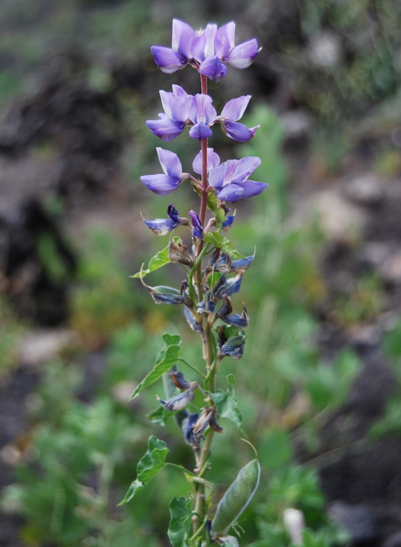 lupinus-succulentus-20may2014-1