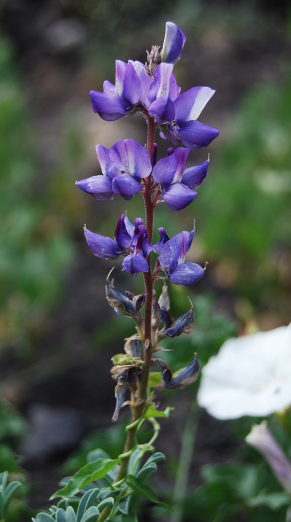 lupinus-succulentus-20may2014-3