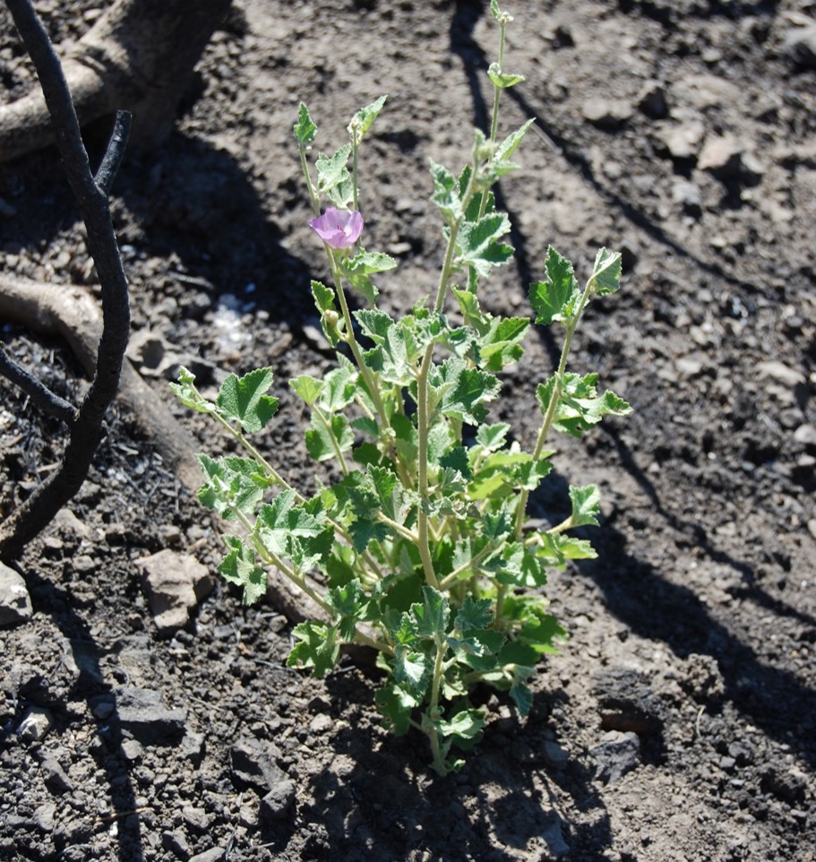 malacothamnus-fa…culatus-24sept2013-1