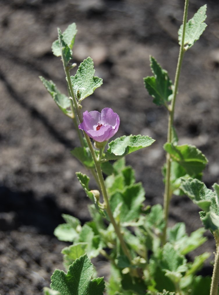 malacothamnus-fa…culatus-24sept2013-3