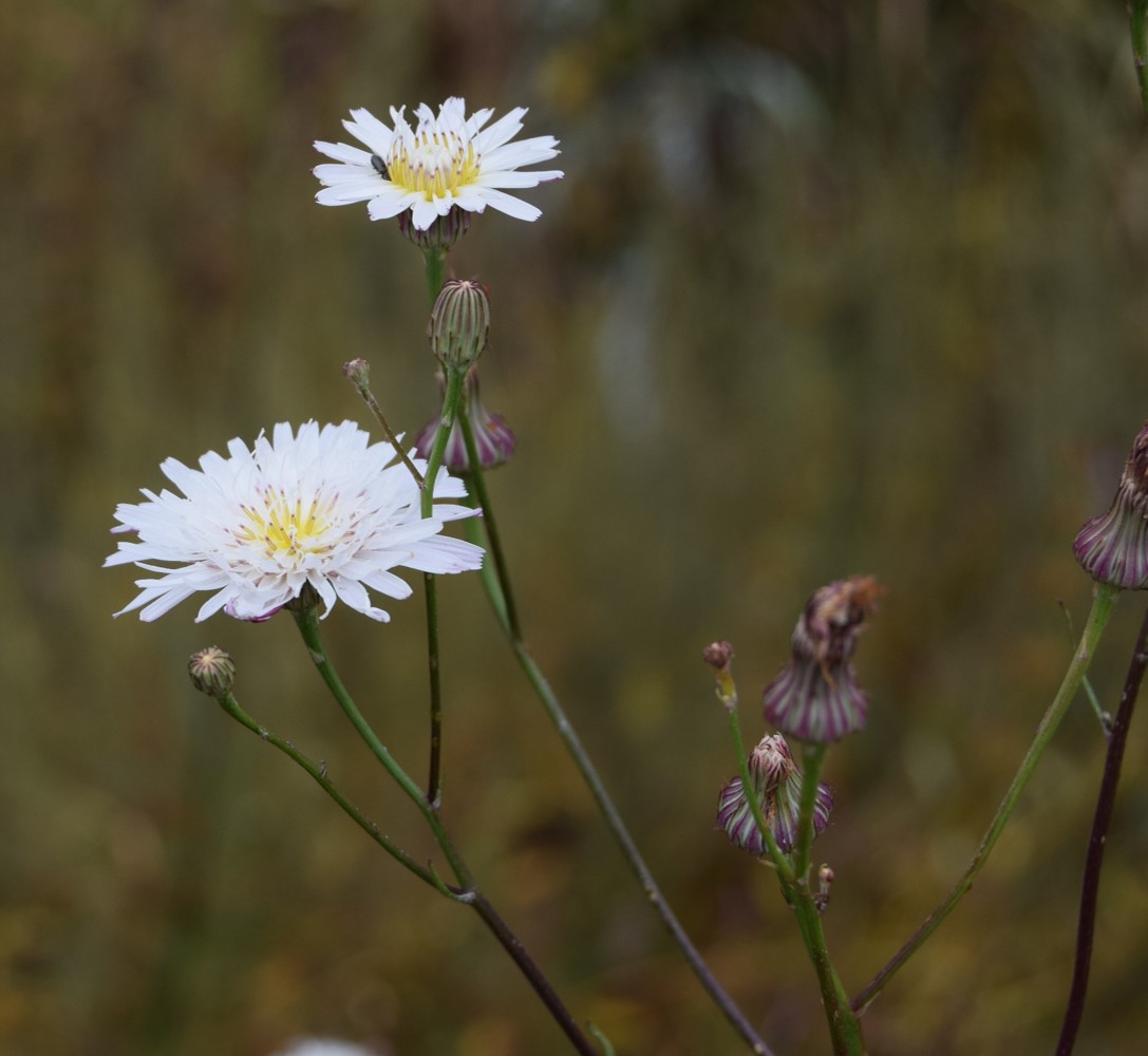 malacothrix-saxatilis-12june2016-3