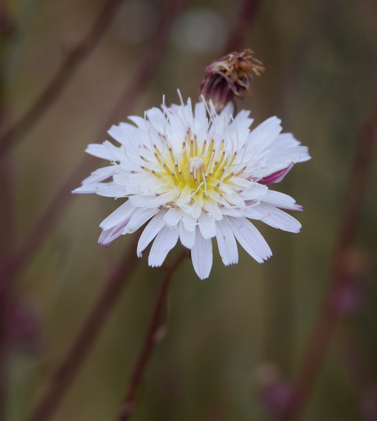 malacothrix-saxatilis-12june2016-6