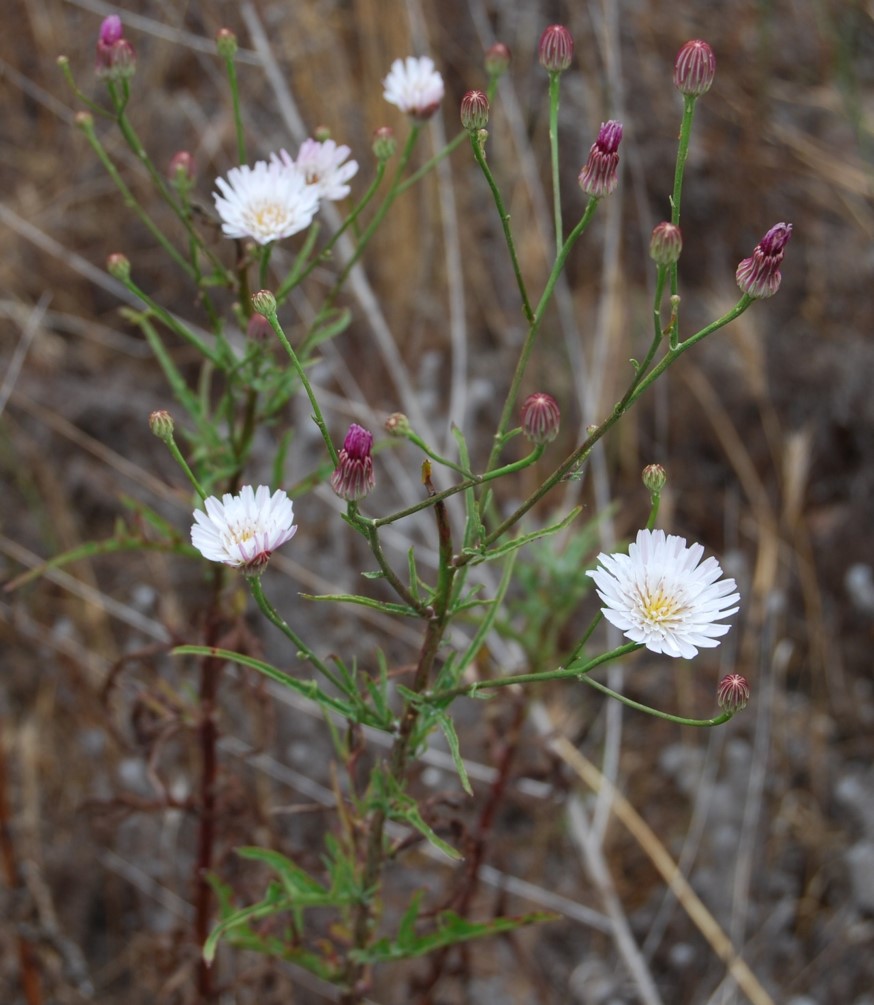 malacothrix-saxatilis-1june2016-14