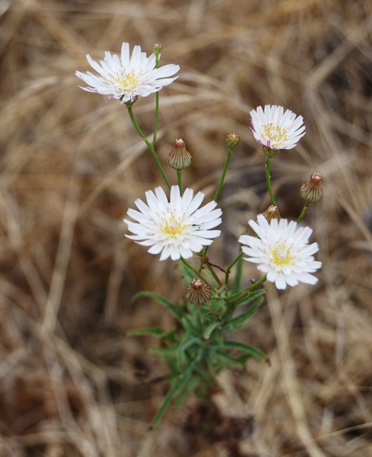 malacothrix-saxatilis-1june2016-17