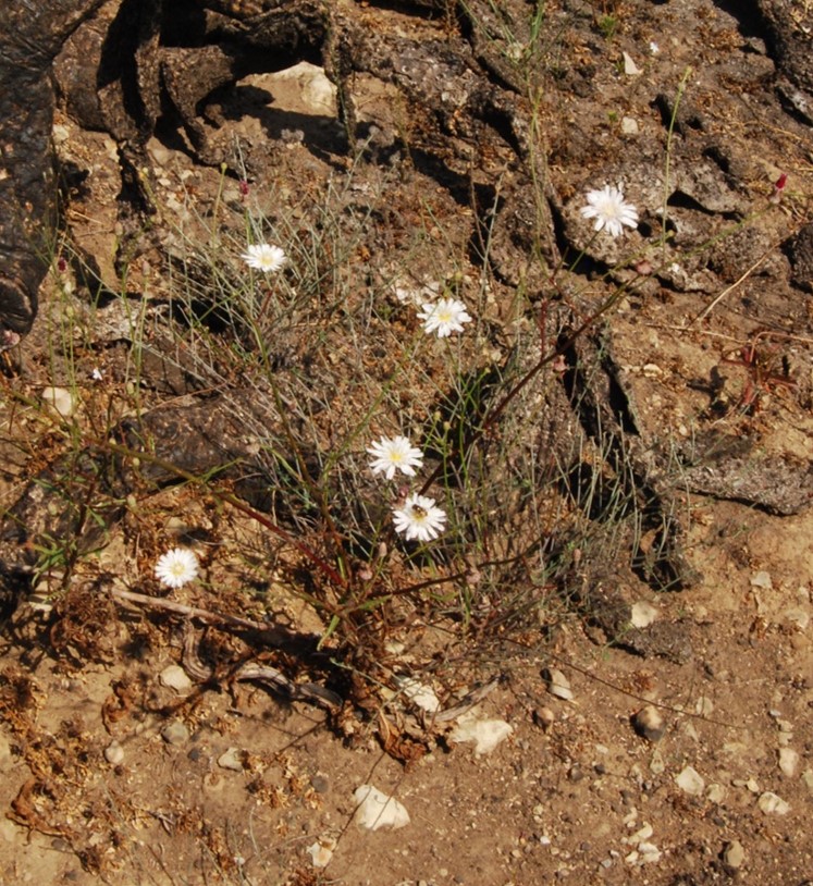 malacothrix-saxatilis-5june2015a-2