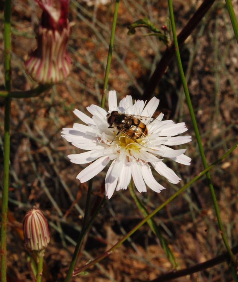 malacothrix-saxatilis-5june2015a-5