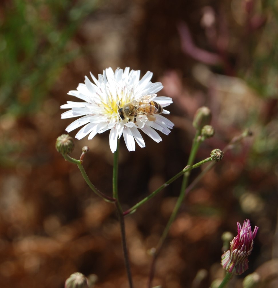 malacothrix-saxatilis-5une2015a-6