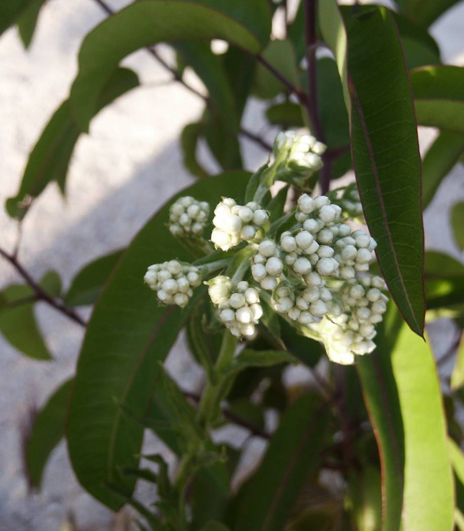 malosma-17apr2004