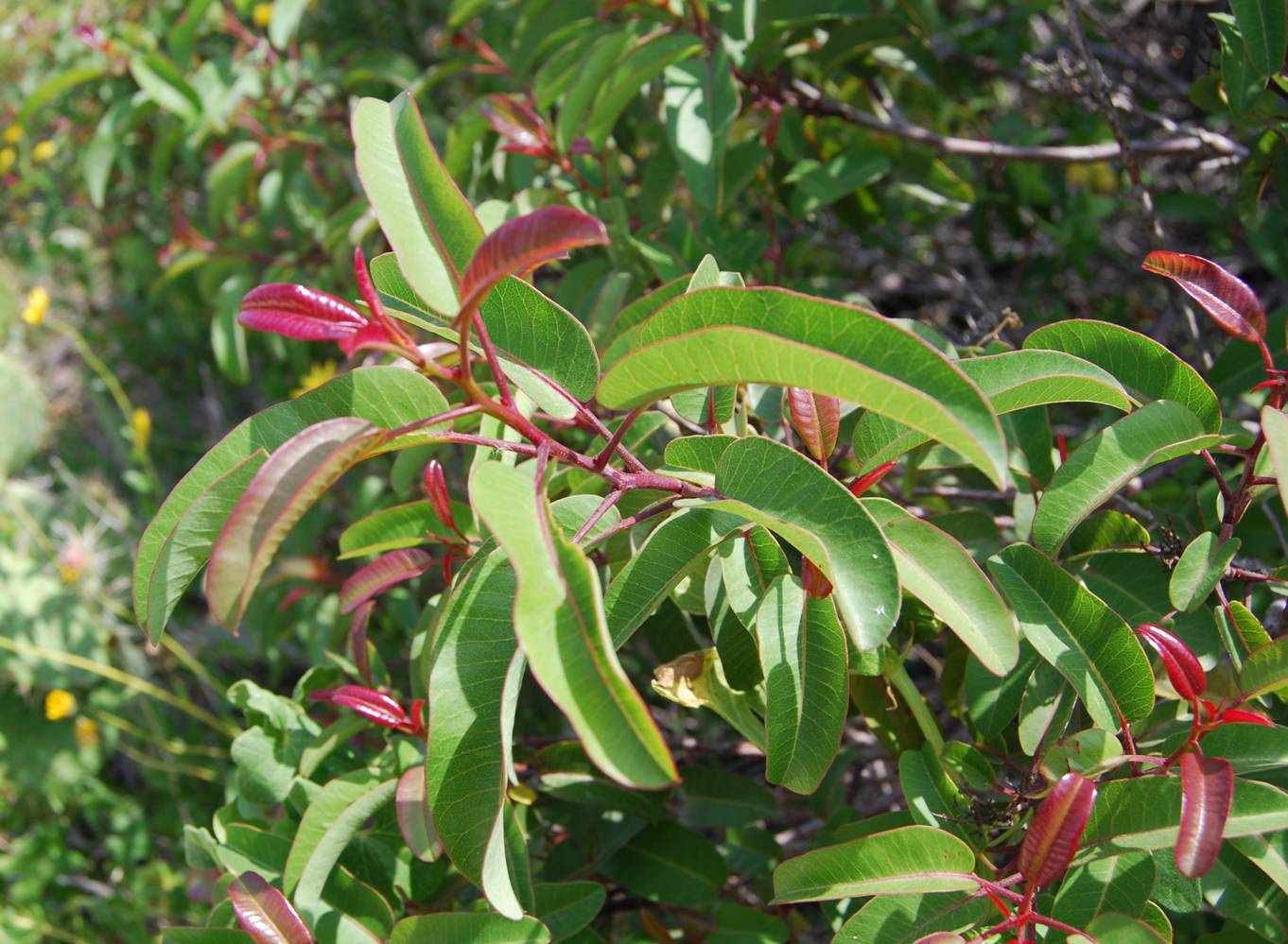 malosma-19apr2008