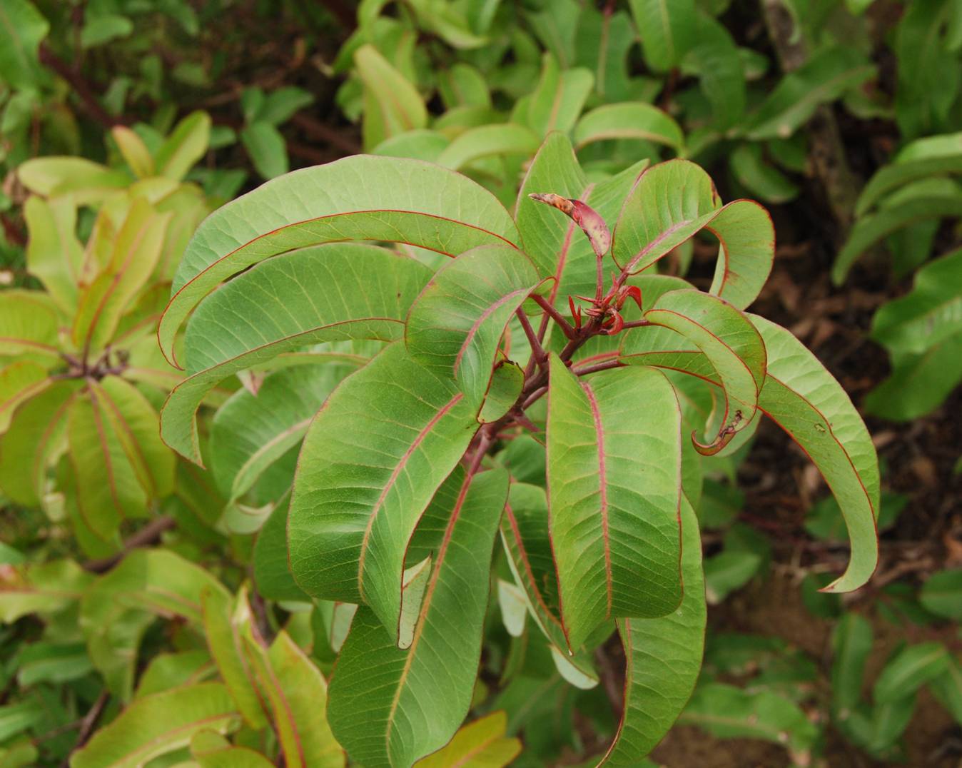 malosma-5mar2013